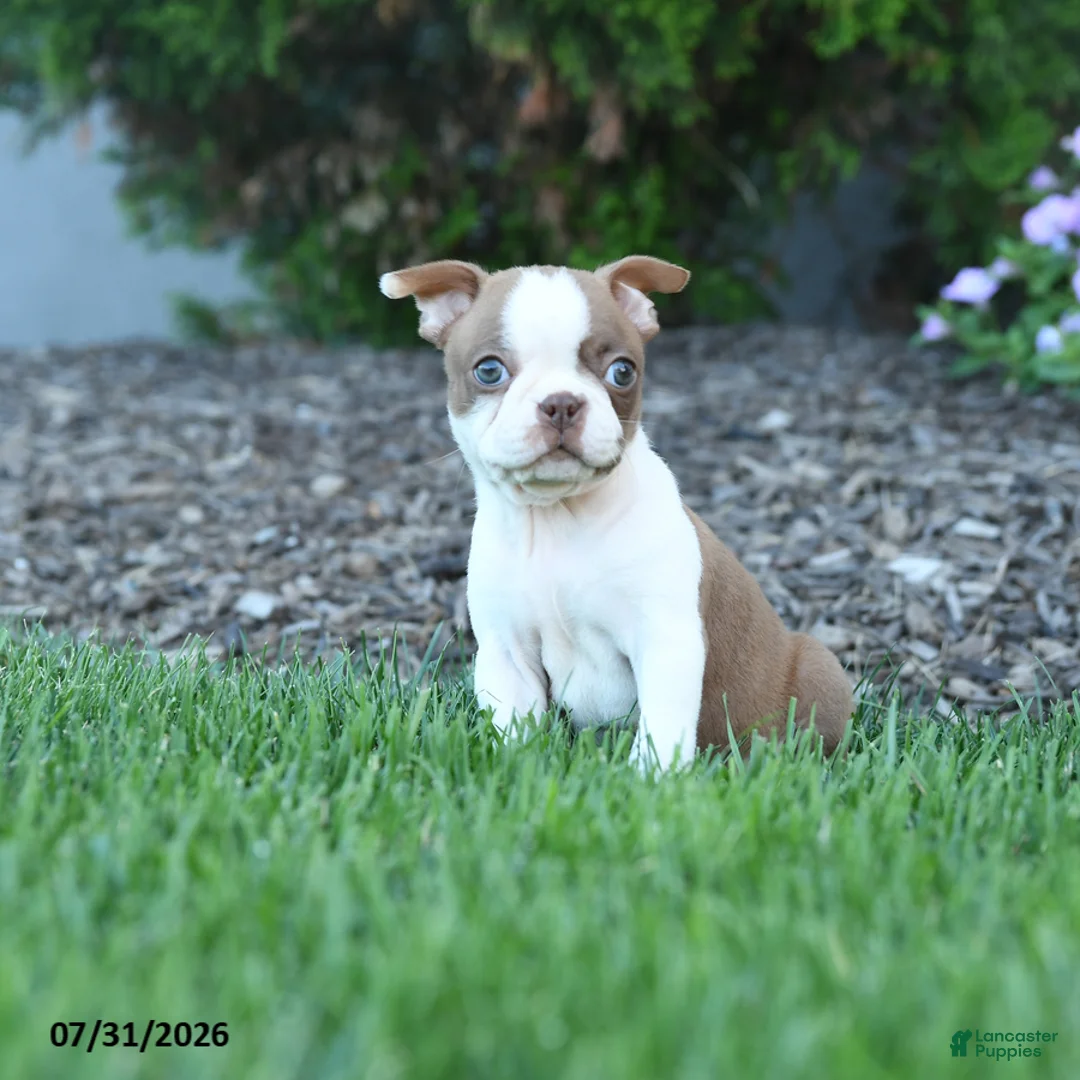 Boston Terrier dogs for sale: Edith - Ad 3