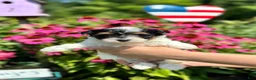 Biewer Terrier dogs for sale: Biewer Terrier 3 - Ad 8