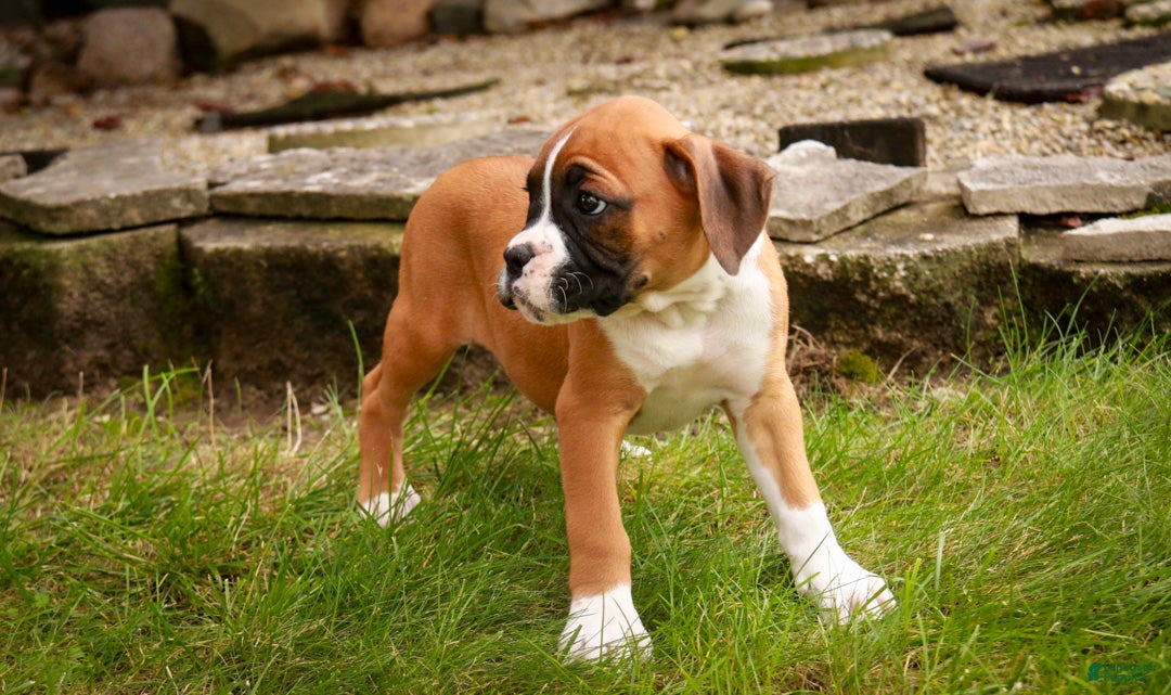 Boxer dogs Holly - Ad 2