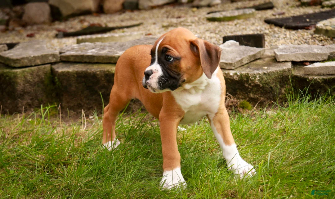 Boxer dogs for sale: Holly - Ad 2