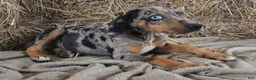 Catahoula Leopard Dog dogs for sale: Jesse 2026 F5 - Ad 7