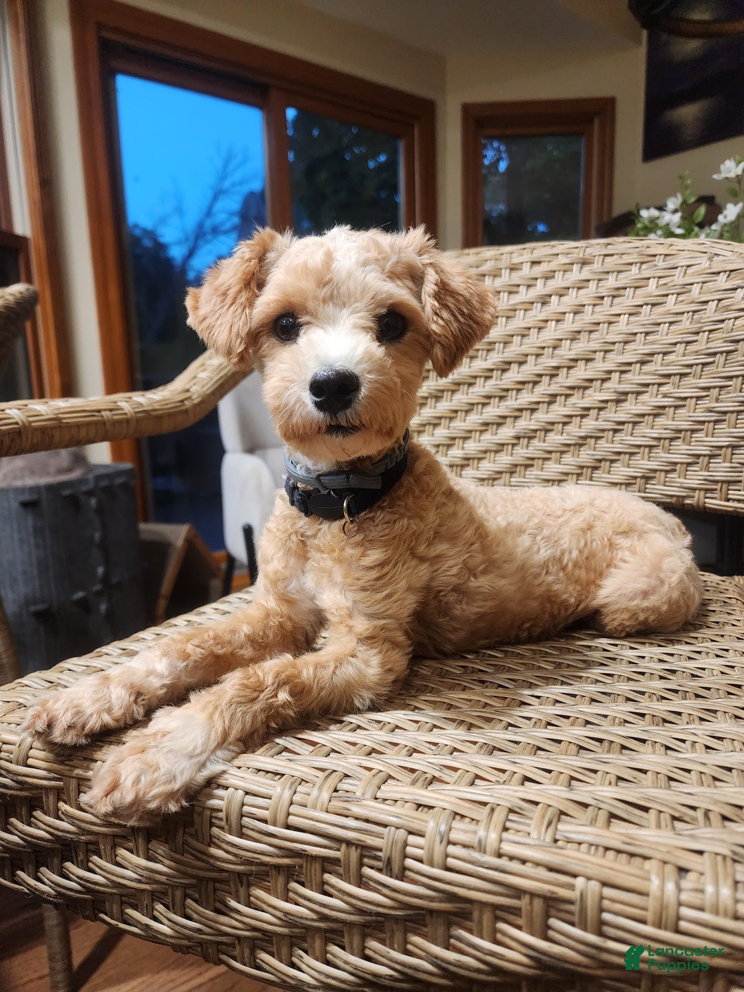 Maltipoo Puppy for sale in Charles Lancaster Puppies