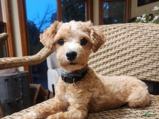 Maltipoo dogs - Ad 16