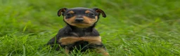 Miniature Pinscher dogs for sale: ALEX - Ad 4