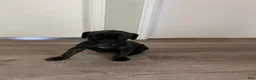 Cane Corso dogs for sale: Cane Corso 11 - Ad 5