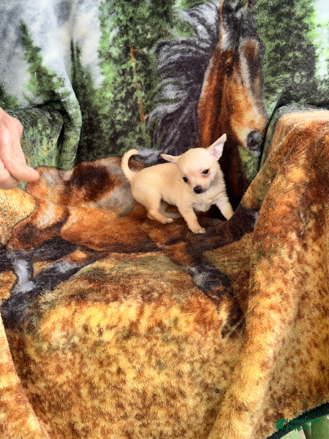 Chihuahua dogs for sale: Chihuahua Puppy 2 - Ad 2
