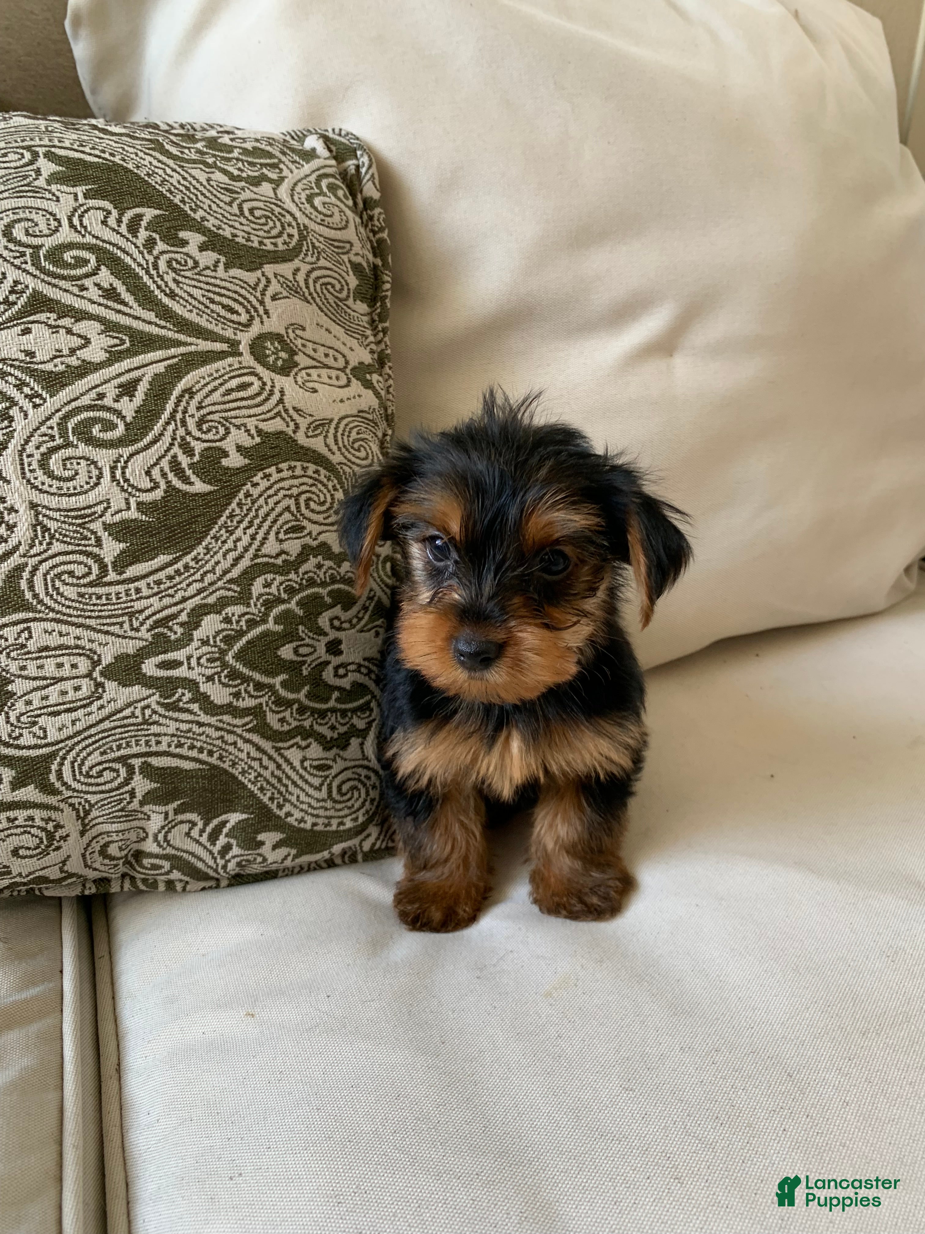 Yorkshire Terrier dogs Ace - Ad 7