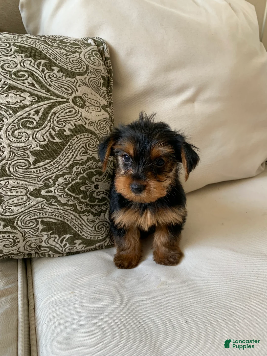 Yorkshire Terrier dogs for sale: Ace - Ad 1