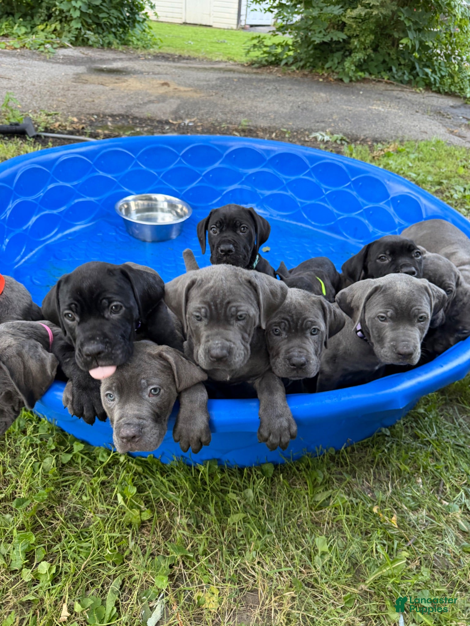Cane Corso dogs Cane Corso 10 - Ad 1