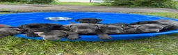 Cane Corso dogs for sale: Cane Corso 10 - Ad 1