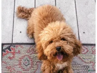 Miniature Poodle dogs Miniature Poodle 1 puppies - Ad 3