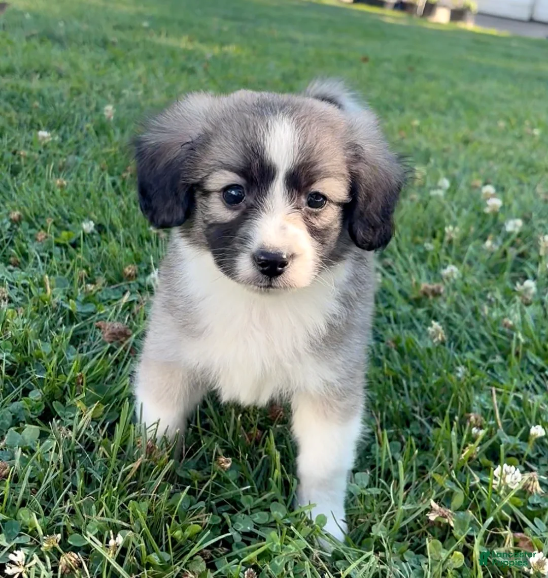 Mini Aussiedoodle dogs for sale: Kayne - Ad 1