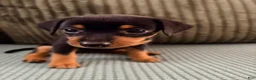 Miniature Pinscher dogs for sale: Luna - Ad 8