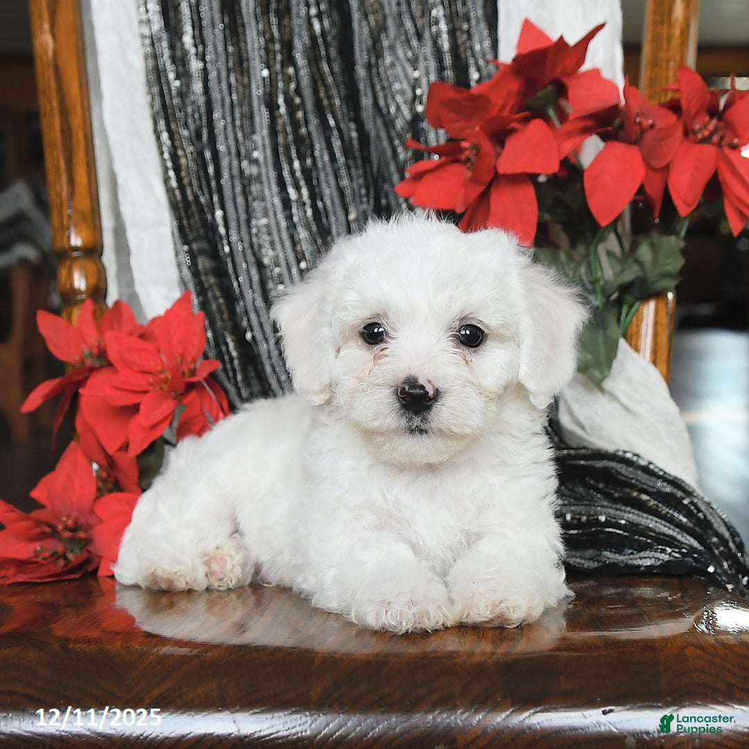 Bichon Frise dogs for sale: Denver - Ad 5