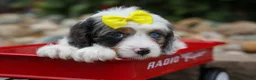 Cavapoo dogs for sale:  Preston🐶  - Ad 11