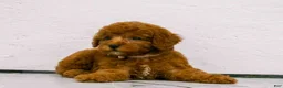 Miniature Poodle dogs for sale: Lily🌸 - Ad 4