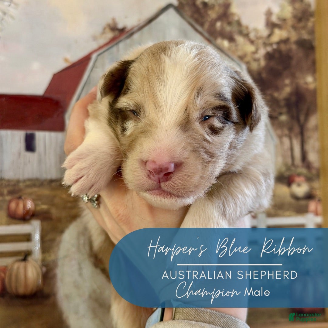 Australian Shepherd dogs for sale: Champion - Ad 25