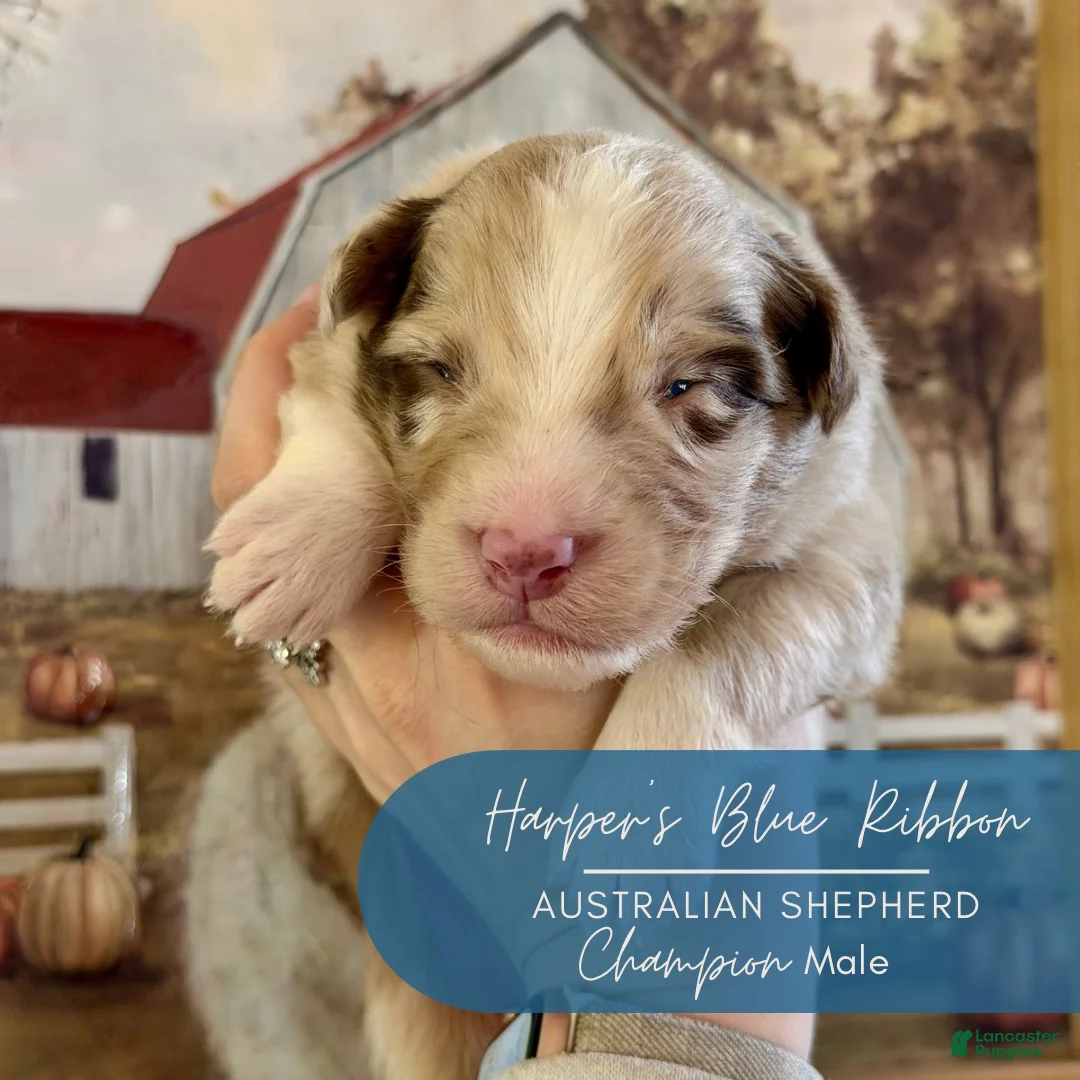 Australian Shepherd dogs for sale: Champion - Ad 1
