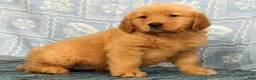 Golden Retriever dogs for sale: Jane - Ad 3