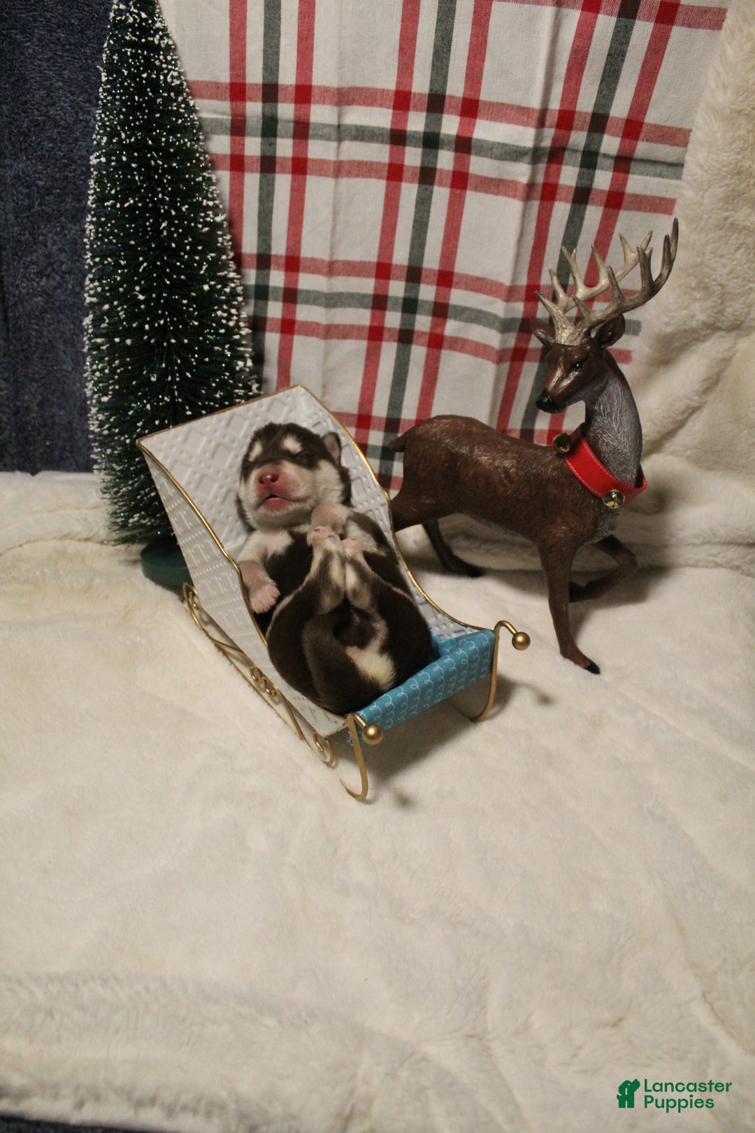 Gerberian Shepsky dogs for sale: 3 Blue - Ad 2