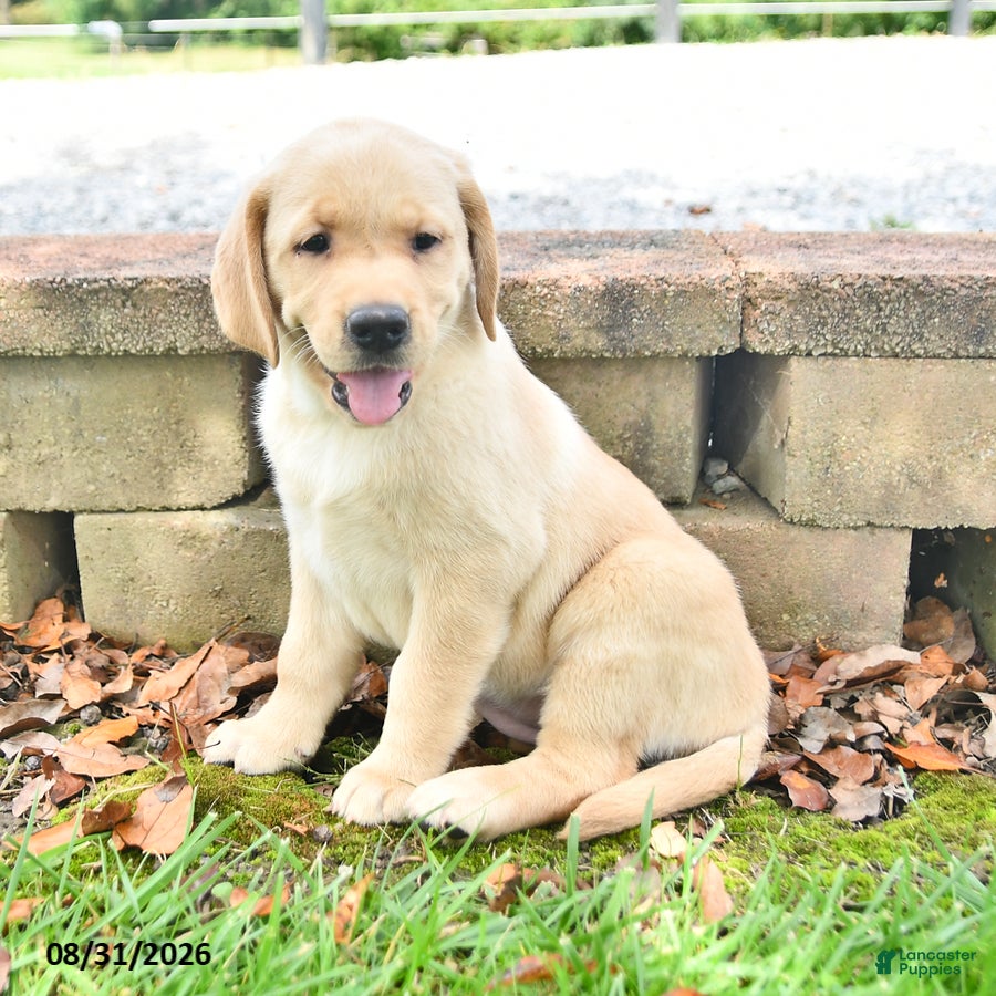 Labrador Retriever dogs for sale: Rolly - Ad 1