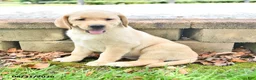 Labrador Retriever dogs for sale: Rolly - Ad 1