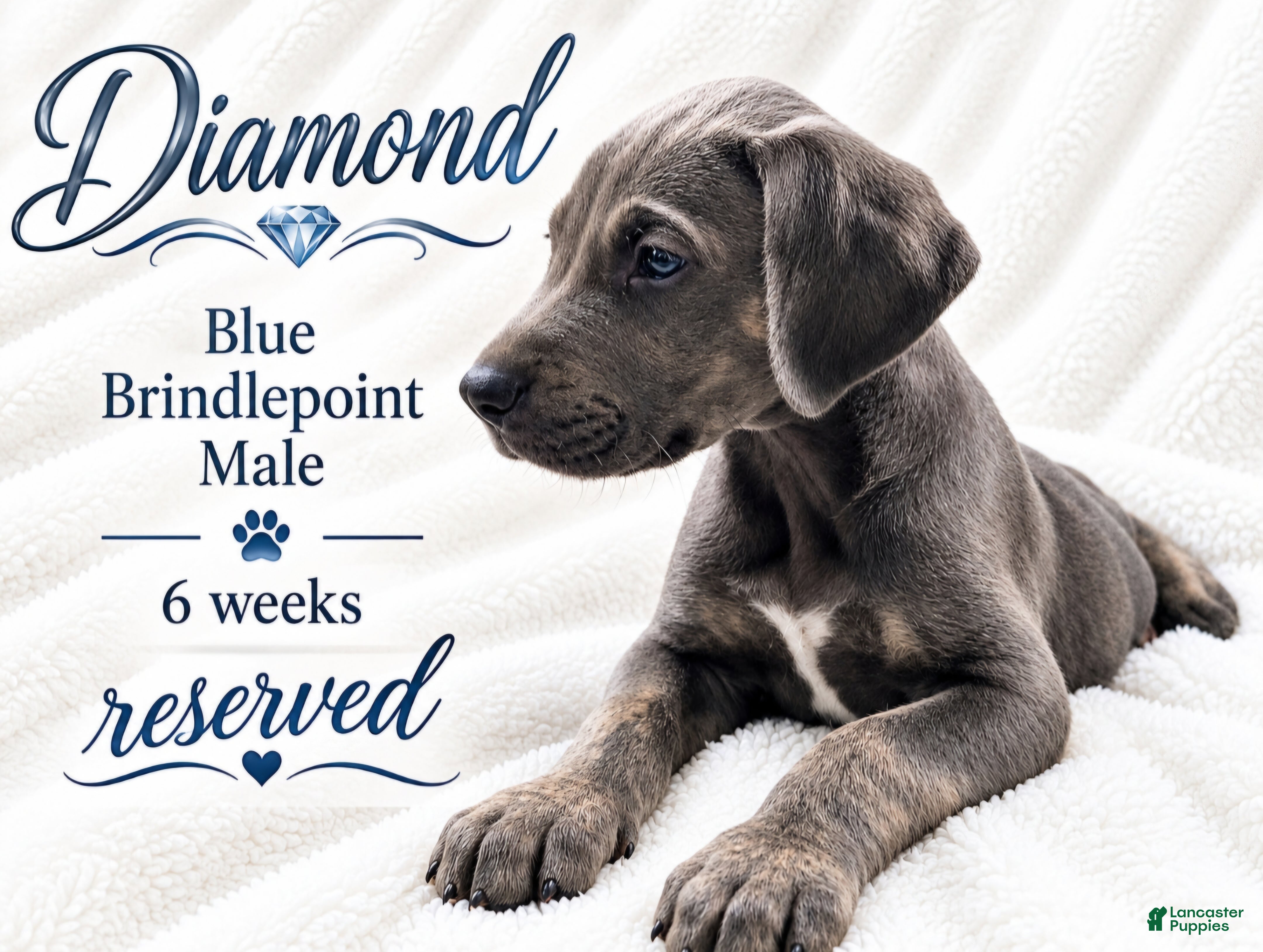 Great Dane dogs Diamond - Ad 15