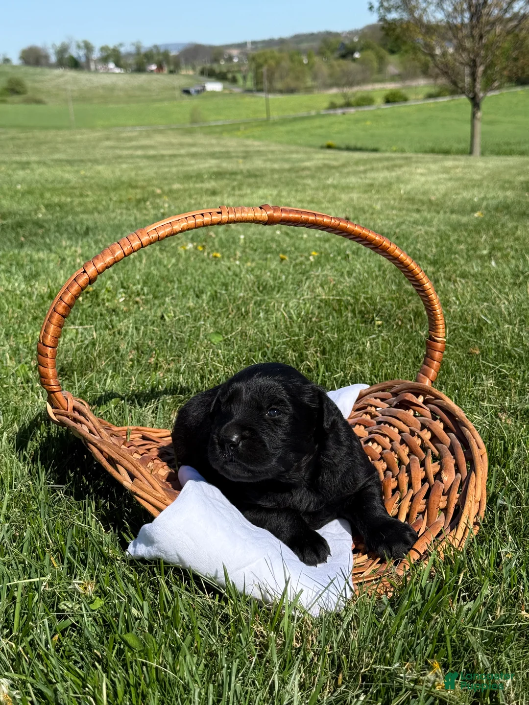 Golden Shepherd dogs for sale: Mia - Ad 2