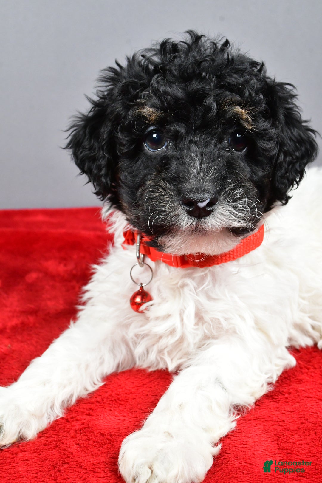 Miniature Poodle dogs for sale: April - Ad 5
