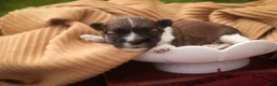 Havanese dogs for sale: Rookie Havanese  - Ad 4