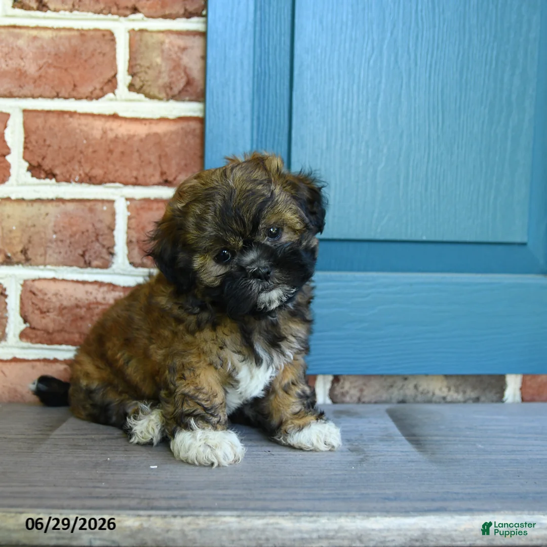 Teddy Bear dogs for sale: Stormi - Ad 1