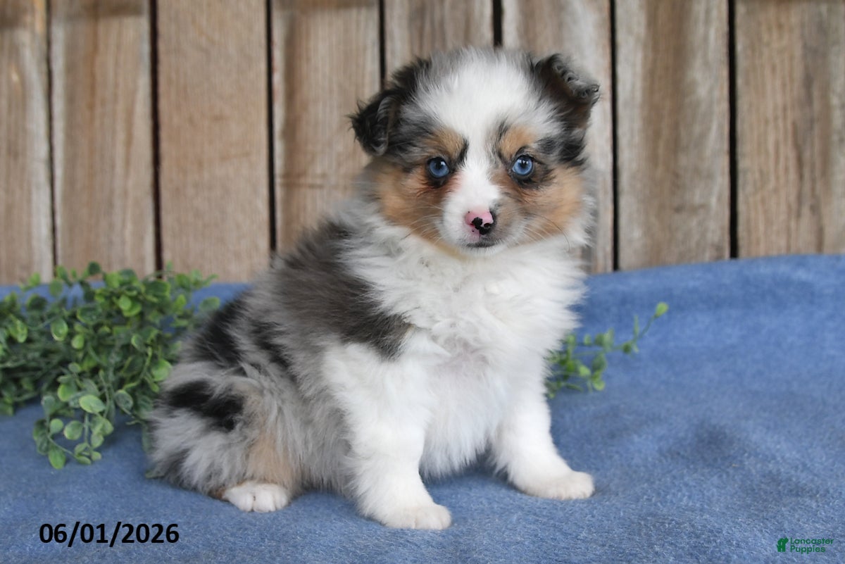Miniature Australian Shepherd dogs Callie - Ad 2
