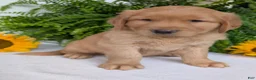 Golden Retriever dogs for sale: Parker  - Ad 16
