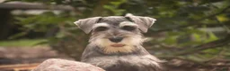 Miniature Schnauzer dogs for sale: Nellie Belle - Ad 8