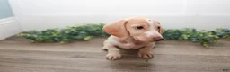 Miniature Dachshund dogs for sale: Mater - Ad 5