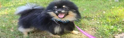 Pomeranian dogs for sale: Pomeranian 1 - Ad 2
