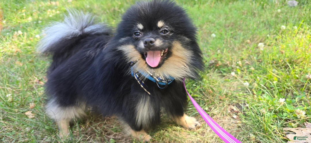 Pomeranian dogs for sale: Pomeranian 1 - Ad 2