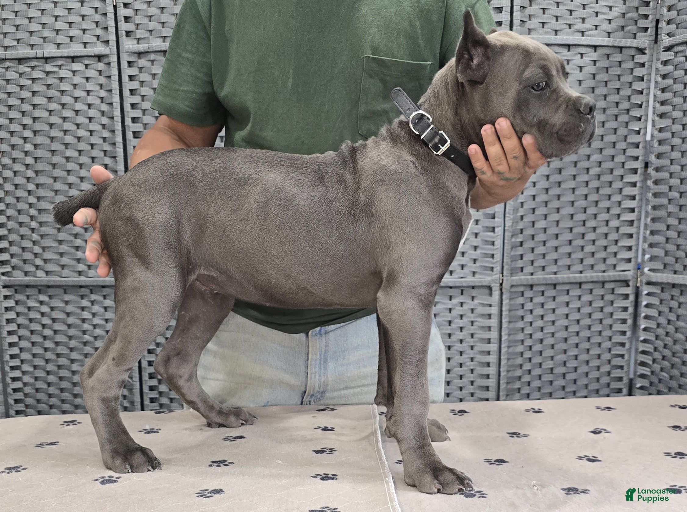 Cane Corso dogs for sale: Black Boy - Ad 2