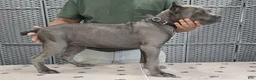 Cane Corso dogs for sale: Black Boy - Ad 1