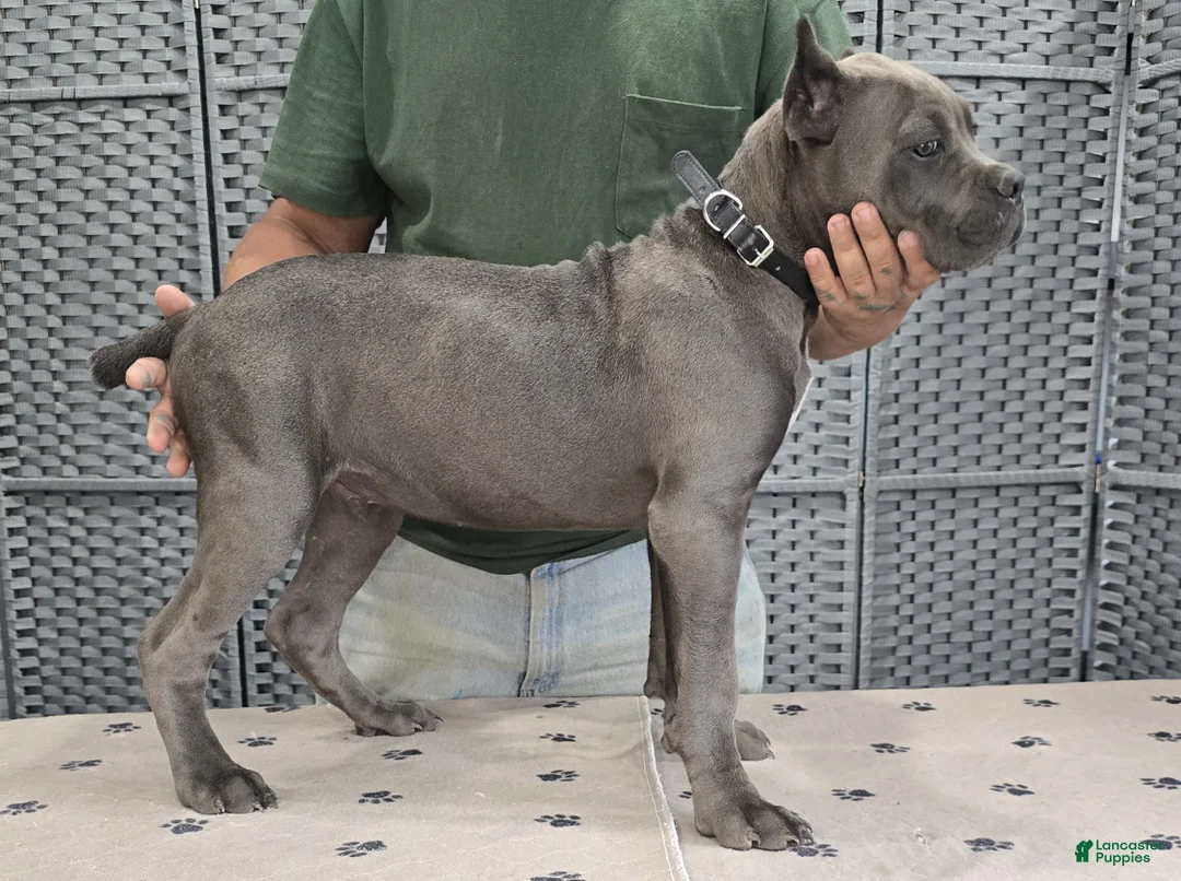 Cane Corso dogs for sale: Black Boy - Ad 1