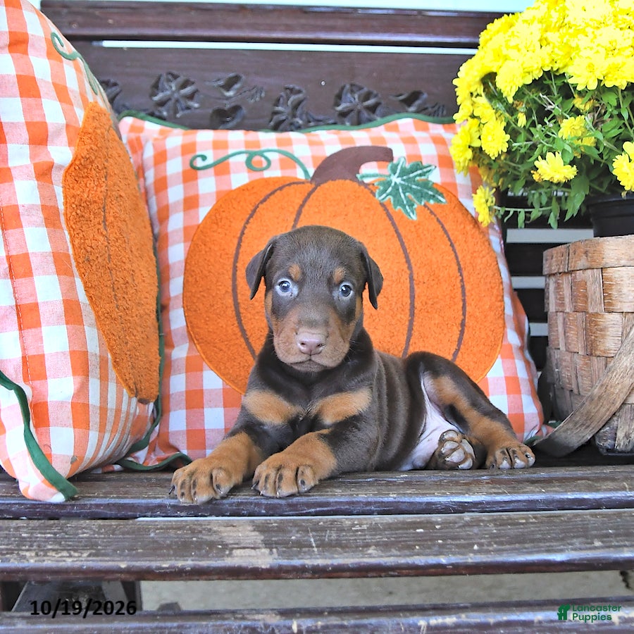 Doberman Pinscher dogs Archie - Ad 1