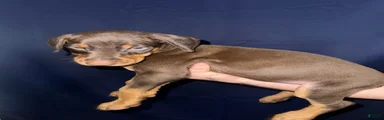 Doberman Pinscher 4