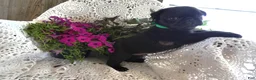 Pug dogs for sale: Pug 1 Rex - Ad 3