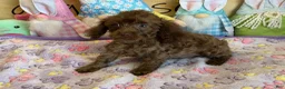 Cockapoo dogs for sale: Nugget - Ad 1