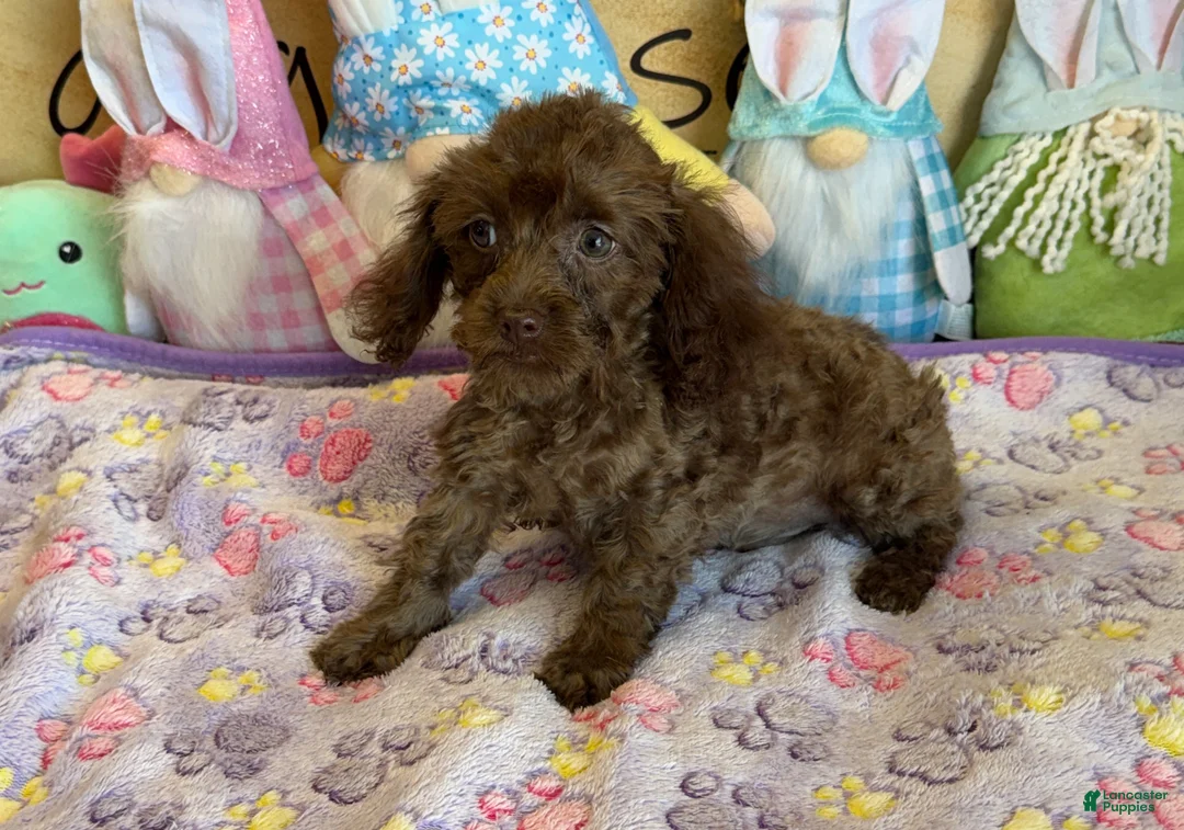Cockapoo dogs for sale: Nugget - Ad 1