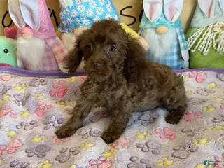 Cockapoo dogs Nugget - Ad 6