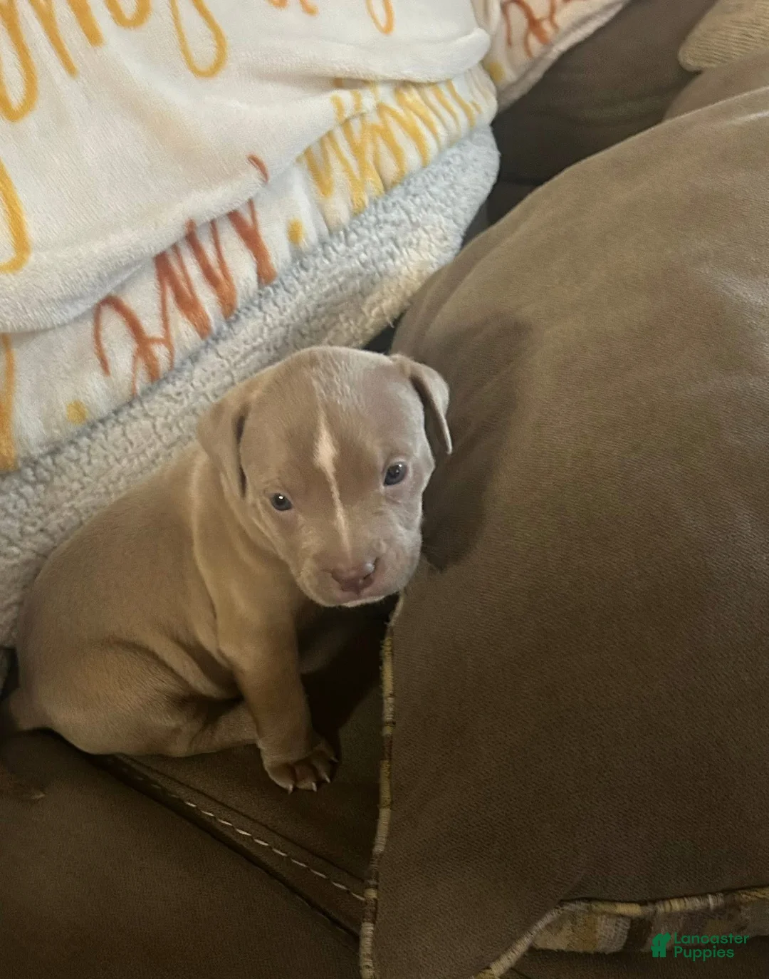 American Pit Bull Terrier dogs for sale: American Pit Bull Terrier 1 - Ad 2
