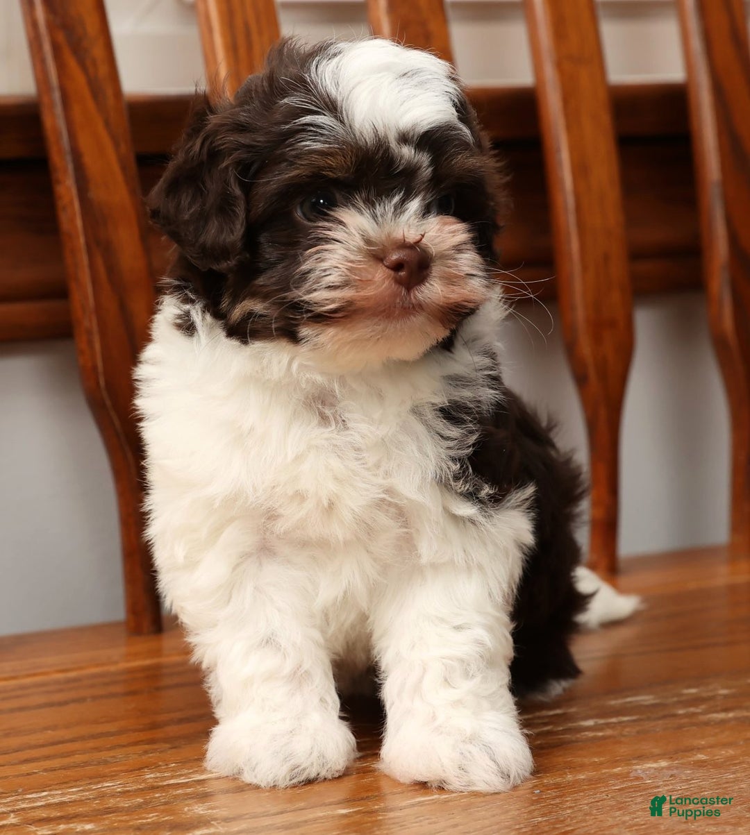 Havanese dogs for sale: Zack - Ad 9