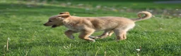Mixed Breed dogs for sale: Cheerio - Ad 5