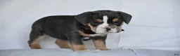 Beabull dogs for sale: Blossom - Ad 4